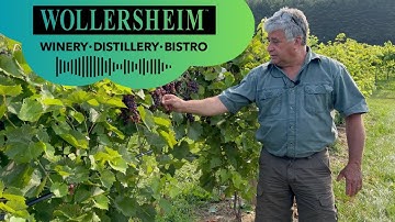 Veraison and the Countdown to Harvest with Winemaker Philippe | Wollersheim Winery