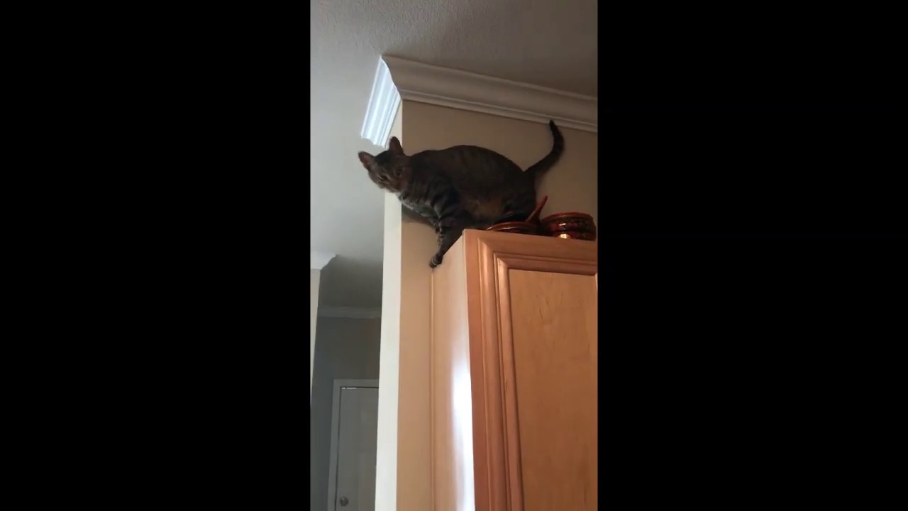 My cat So Beautiful Cat Jumps on top the kitchen YouTube