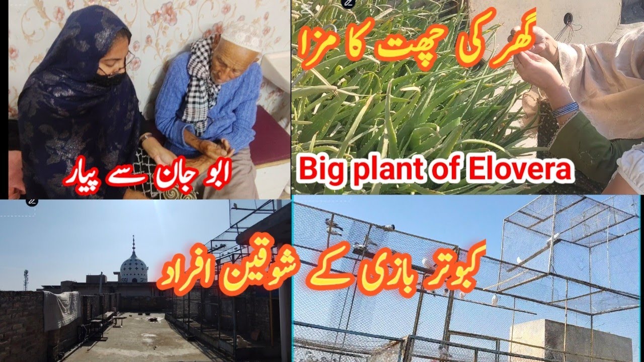 “From Father’s Love💞 to Aloe Vera Secrets 💫Rooftop Pigeons✨ & Daily Life Vlog”🌟