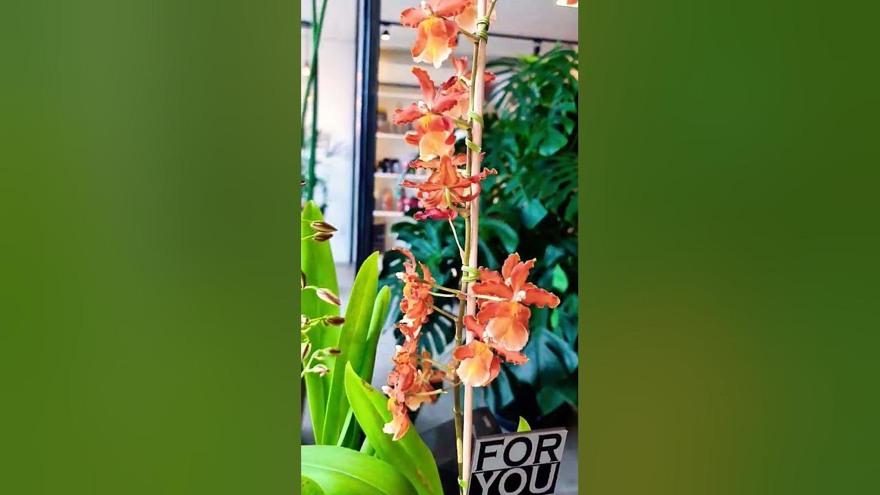 Orquídea Odontocidium Catatante #floriculturafilippi #joinville  #joiasdanatureza - thptnganamst.edu.vn