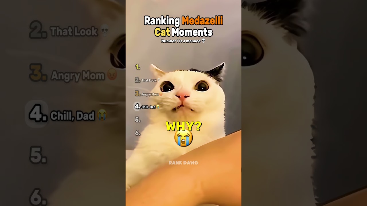 Ranking Medazelli Cat Moments 🐱