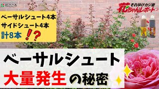 バラのシュートが出る！「フルボ酸活力液アタックT-1&有機液肥トップワン」の秘密に迫る