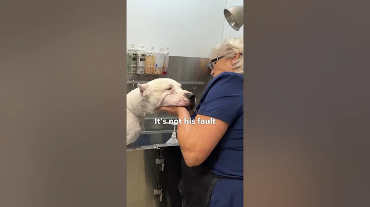 Giant returned the day after being adopted. Help me spread the word he need a home #adoptme #dogs