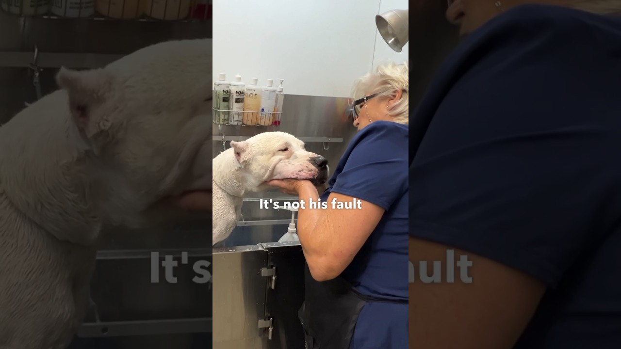 Giant returned the day after being adopted. Help me spread the word he need a home #adoptme #dogs