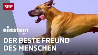 Der Hund – der beste Freund des Menschen | Einstein | SRF