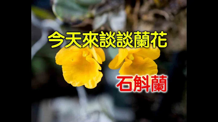 (談談蘭花)今天來談談石斛蘭一種 錢幣石斛  | 蘭花照顧 |養護技巧 | 蘭花種植 | 花| 蘭花| 蘭 | - 天天要聞