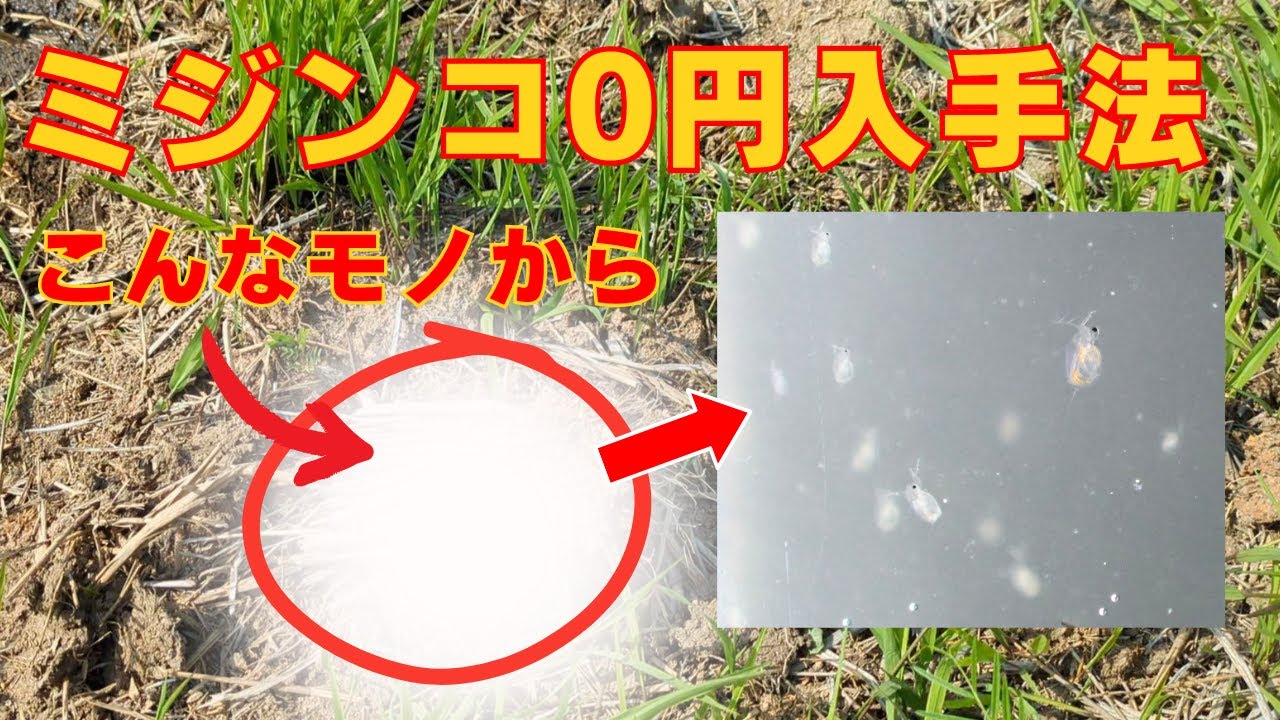 0円ミジンコ,田んぼに落ちてる〇〇でタマミジンコを再生