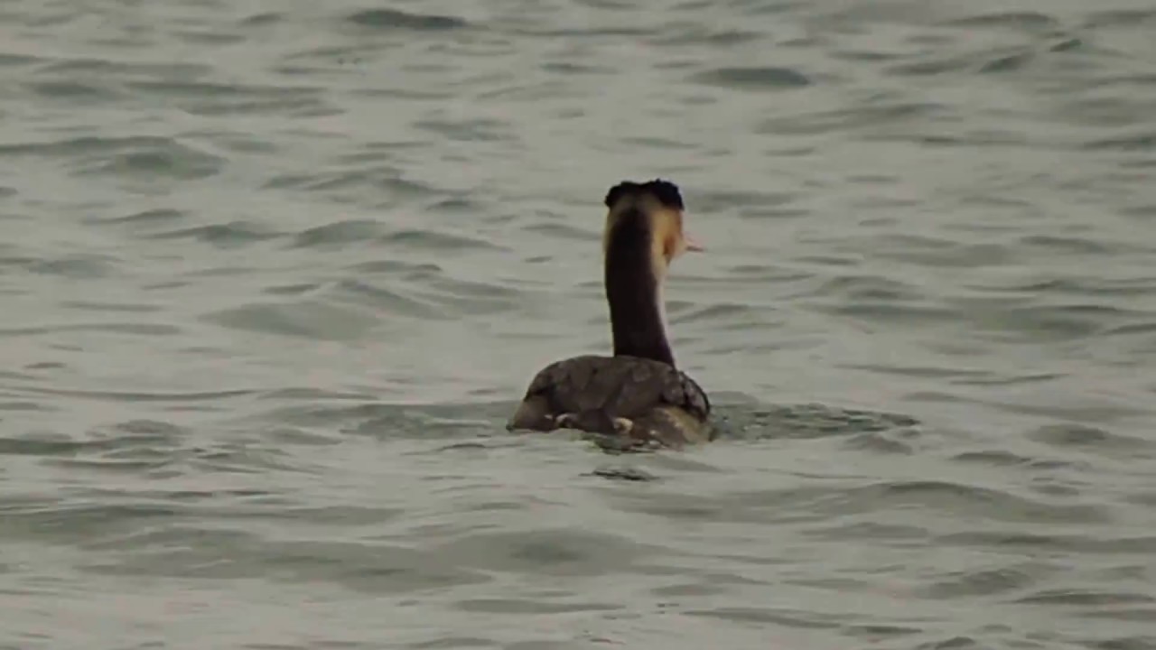 Great Crested Grebe, Svasso maggiore (Podiceps cristatus)