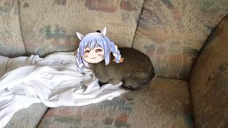 Pekora rabbit thumping | Animal hololive