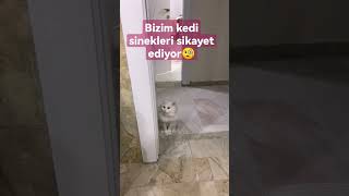 Bizim Kedi Sinekleri Ayet Ediyor