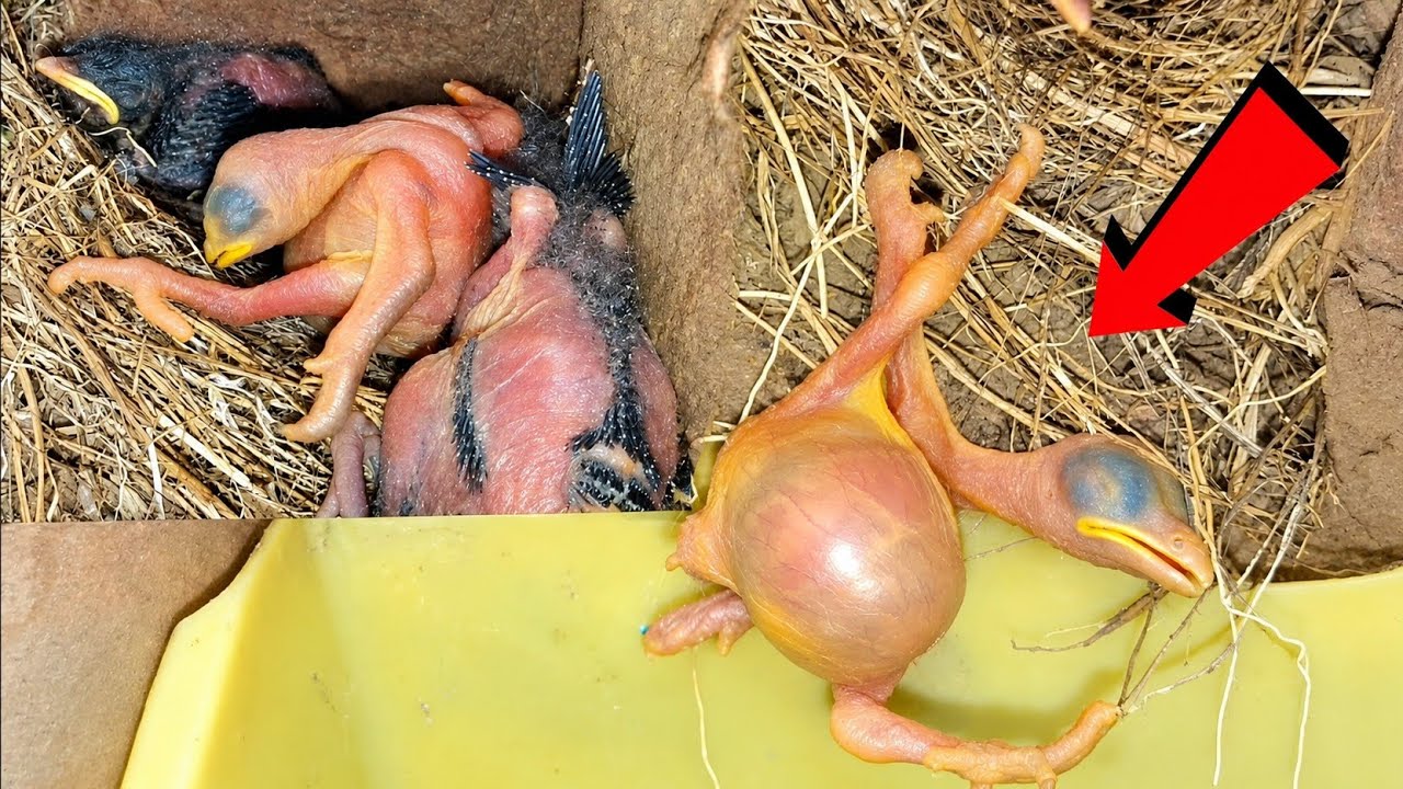 After throwing the baby down from nest cuckoo baby themselves hang ...