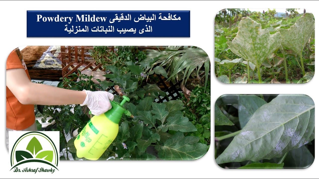 (85) رش بيكربونات الصوديوم للتخلص من البياض الدقيقى Powdery Mildew الذي يصيب النباتات المنزلية