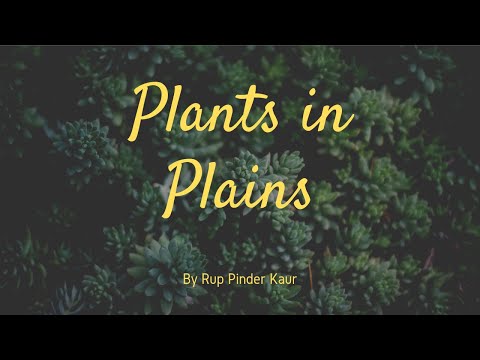 Video: Watter soort plante is in die vlaktes?