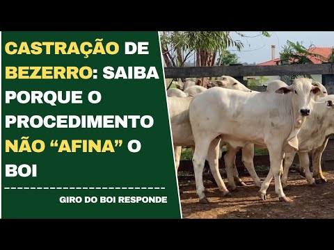 CASTRAÇÃO DE BEZERRO: SAIBA PORQUE O PROCEDIMENTO NÃO 