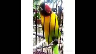 Single Terbaru - Lovebird Goyang Asik Dj Koplo