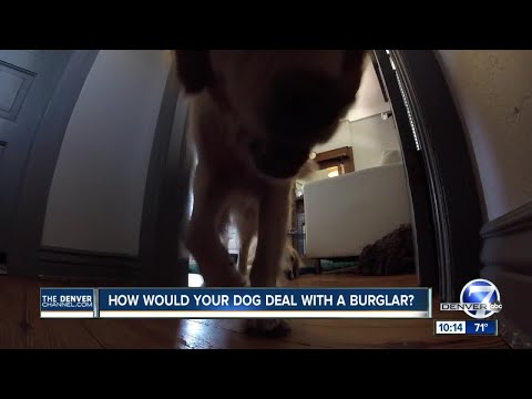 Video: Vær oppmerksom på hundeskilt som avskrekker innbruddstyver?