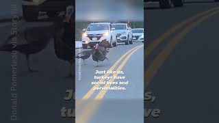 Information This Turkey Stopped Traffic for His Family Update