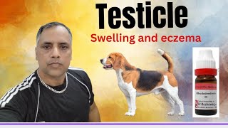 Testicle swelling in dogs । Scrotal eczema in dogs ।