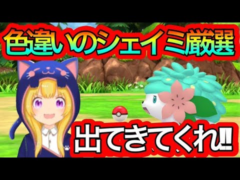 ポケモンbdsp 色違いシェイミ厳選 何回で出るのか 4日目 Youtube