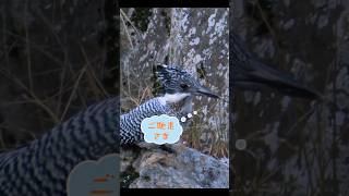 Kingfisher catching food『ヤマセミの餌獲り』 #short