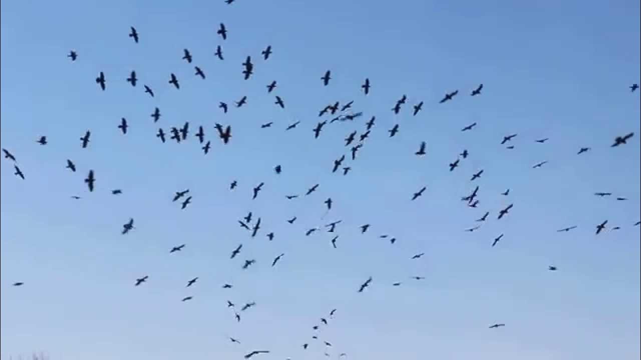 Картинки птиц в движении. Движение птиц стаей. Стая птиц на зеленом фоне. Стая голубей. Стая птиц в небе.