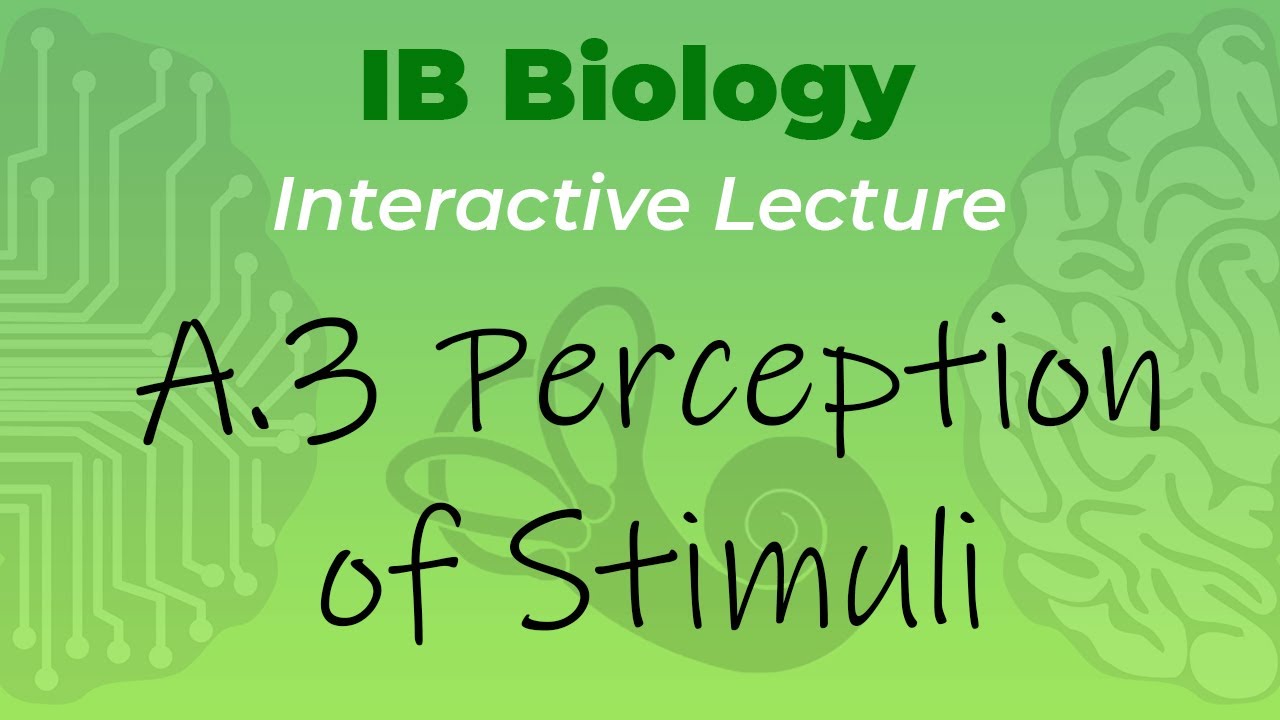 [OLD] IB Biology A.3 - Perception of Stimuli - Interactive Lecture ...