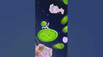 Life in a few drops of water 💧 🔬 #science #microscopy #biology
