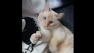 Cat Making Air Biscuits by Sir Titan The Cat 47 views 2 weeks ago 2 minutes, 1 second