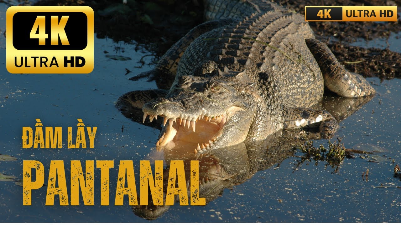 ĐẦM LẦY LỚN NHẤT THẾ GIỚI PANTANAL, THIÊN ĐƯỜNG HOANG DÃ CỦA NAM MỸ - VIDEO 4K UTRA HD