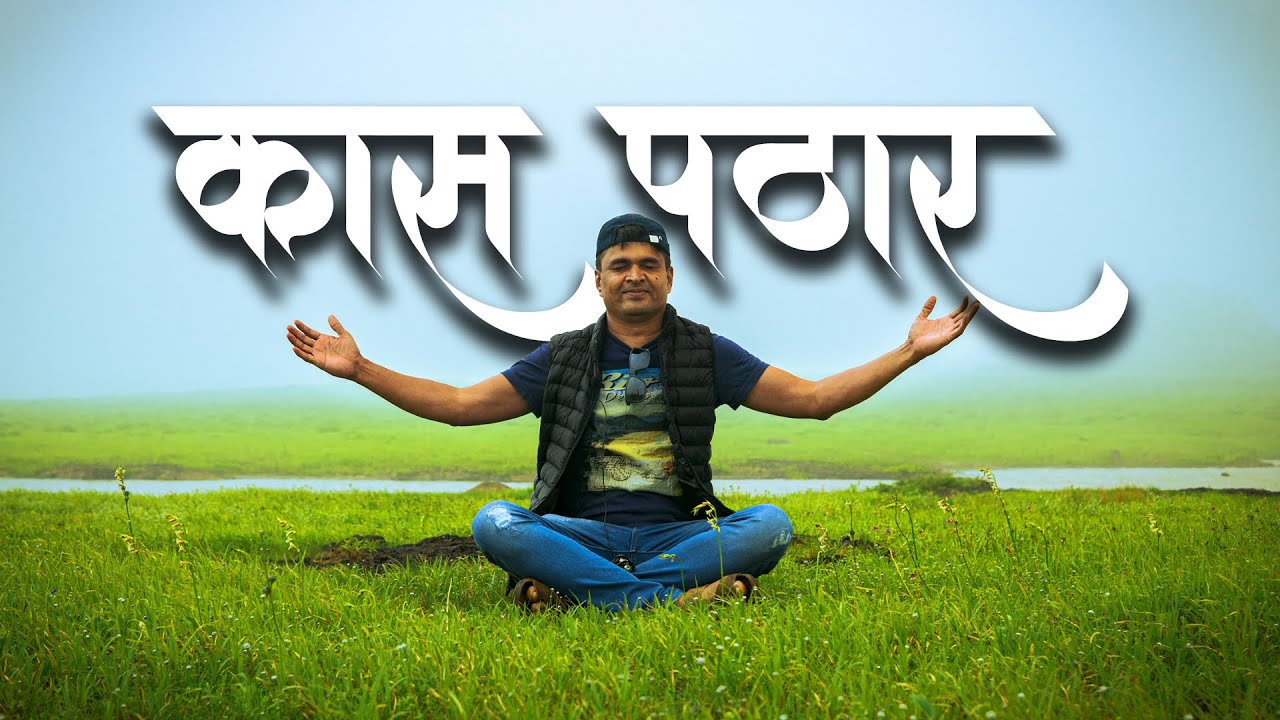 कास पठार | Kaas Pathar | Maharashtra's Valley of Flowers Kaas | kaas | kaas plateau of flowers | Kas