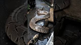 Download Lagu Python: Silent Giant on the Move #python #snake #wildlife #nature MP3