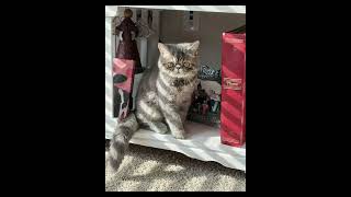 Watch Beefcake grow up from May 2025 to 2026 #viral #cat #cute #viral