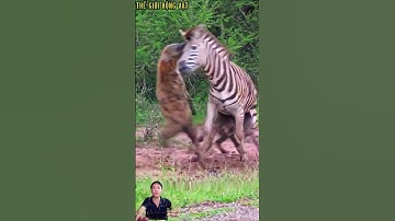 linh cẩu nhảy lên cắn vào tai ngựa vằn để tấn công.