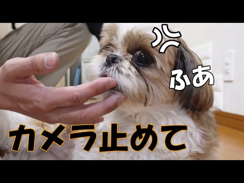 【赤ちゃん返り】ちょっとやめて！子犬に戻って指を吸ってるのを撮られて恥ずかしいと言ってました。【シーズーVlog】