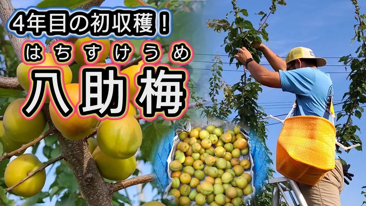 First Harvest!] Yasuke Plum: Our first harvest 4 years after