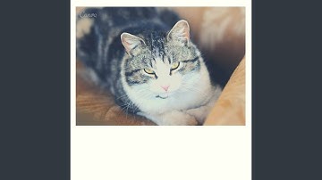 Cultivated Bossa Nova - Vibe for Keeping Cat Relaxed