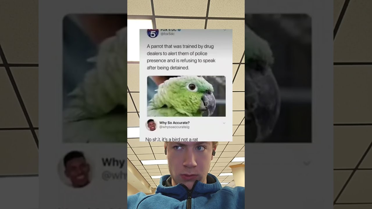 BIRD AIN T NO RAT 