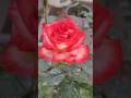 [ Rose Beautiful Red Rose Flowers Love Nature Love ] #rose #flowers #instagood #nature🌹🌿🪴🥀🌹🥀🪴🌿🌹
