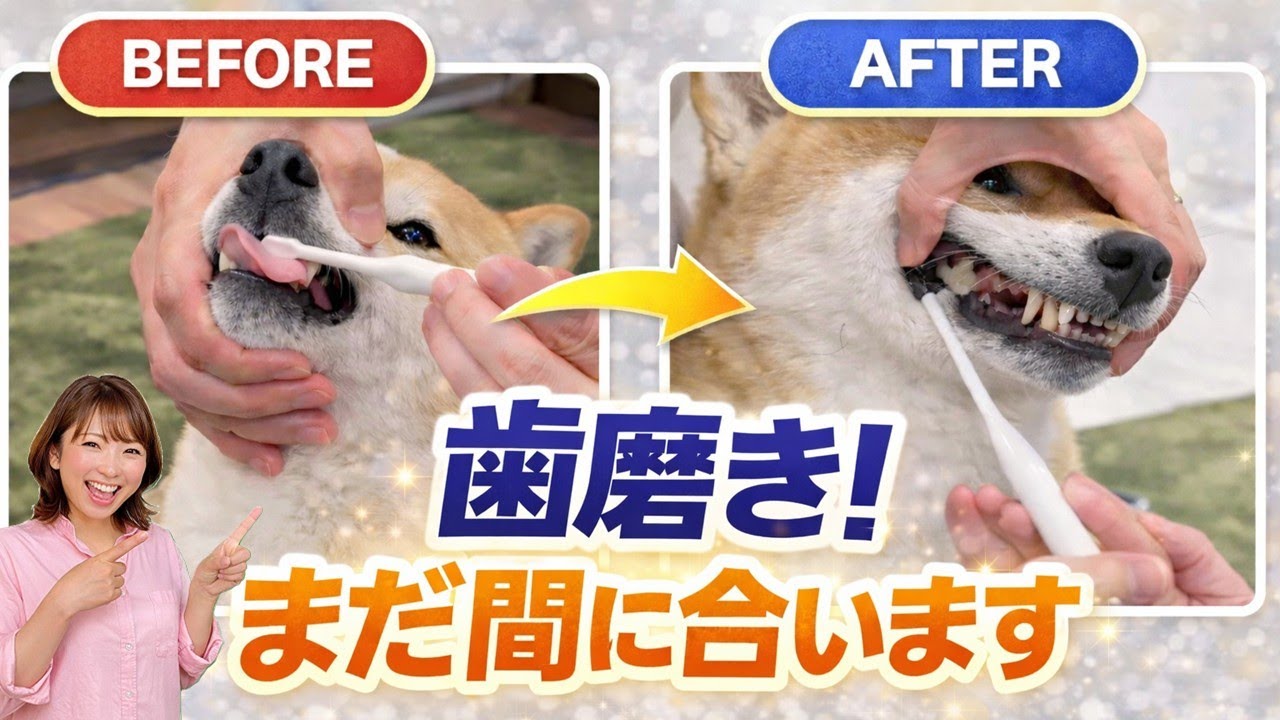 【犬 歯磨き】８歳から始めた歯磨きビフォーアフター！歯磨きが出来ないのは嫌いだからじゃない！犬のしつけエマチャンネル【犬のしつけ＠横浜】