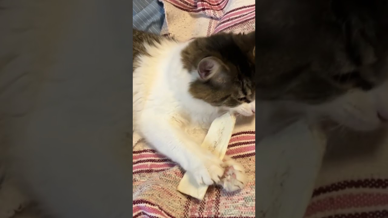 Gaspard le chat/chien