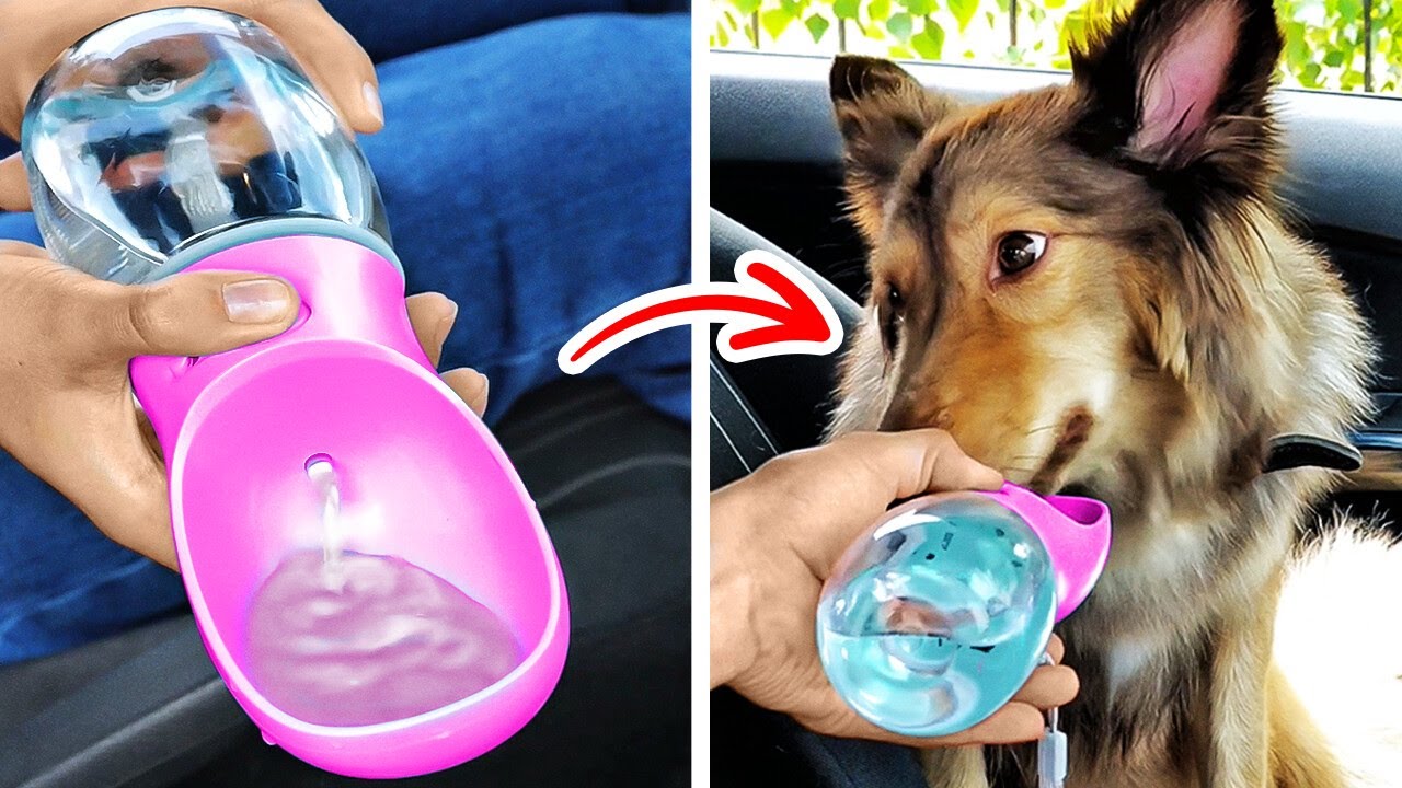Priceless Gadgets, Hacks And DIYs For Pet Owners