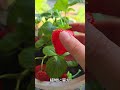 いちごを守る最高の裏技 🍓