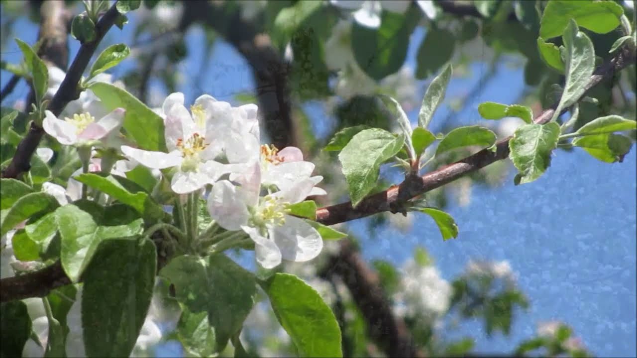 りんごの花19 Youtube