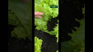 No insect bites! Flawless leaves!!! #shorts #garden