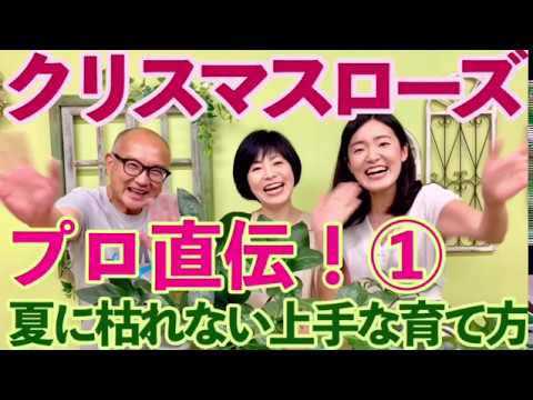 クリスマスローズ夏越し 育て方 梅雨や夏に枯れないお手入れ 管理方法 休眠期の水やり 肥料 日照 病害虫 根腐れ 灰色カビ病 癒し楽しいガーデニング教室グリーンオフィスベルデ 童仙房ナーセリー Youtube