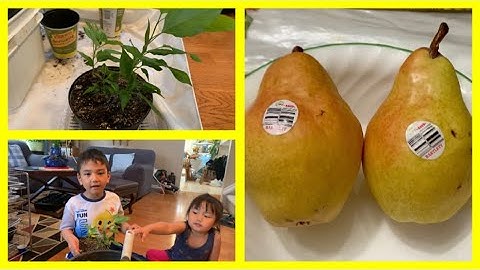 Growing pear seeds fast and easy