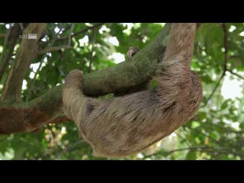 Video: Brasiliens wichtigstes Schutzgebiet für Faultiere