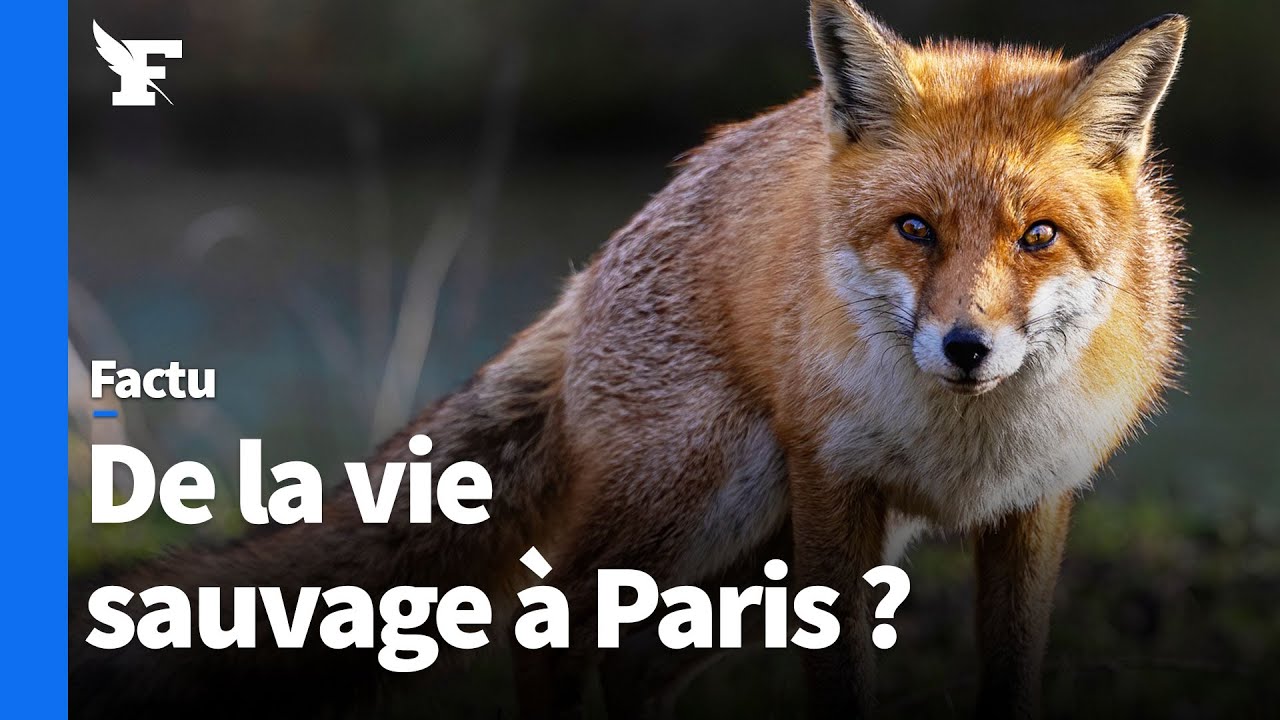 Comment Paris est devenue une ville accueillante pour les animaux sauvages