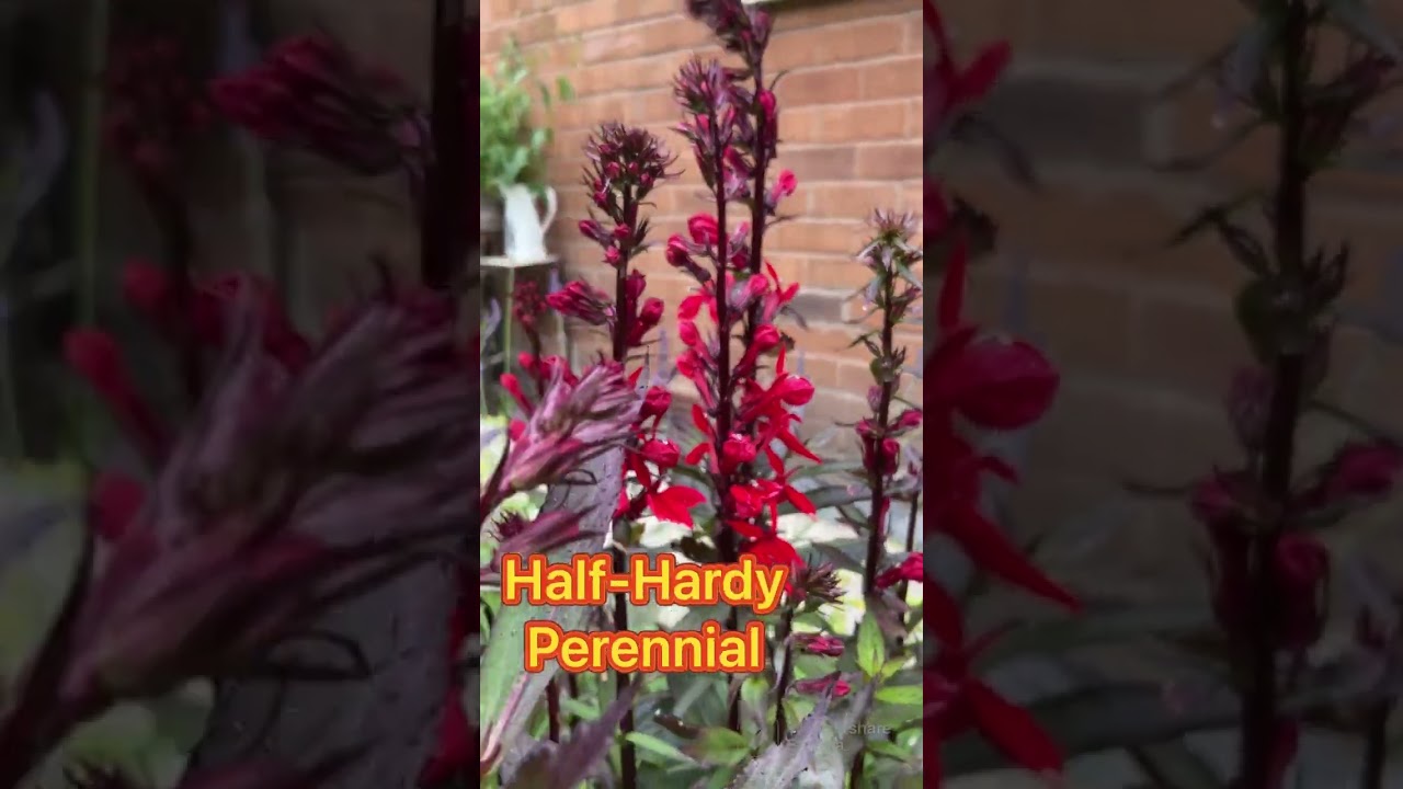 My secret garden quest 122 