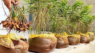 How to Harvest Ginger. How to grow ginger in plastic bags to get lots of many tubers